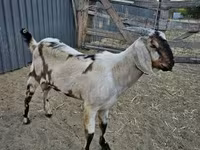Cabro, Nubian Goat — foto 3