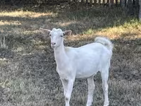 عنزة, Saanen goat — الصورة 3