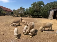 Brebis, Moutons — photo 5