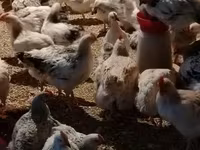 Chickens — Foto 5