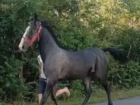 Koń, Lipizzaner — zdjęcie 2