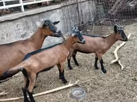Koza, Alpine goat — zdjęcie 3