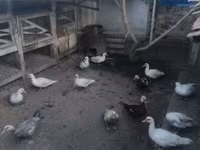 Ducks — zdjęcie 2
