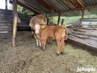 Vaca, Simmental cattle — foto 2