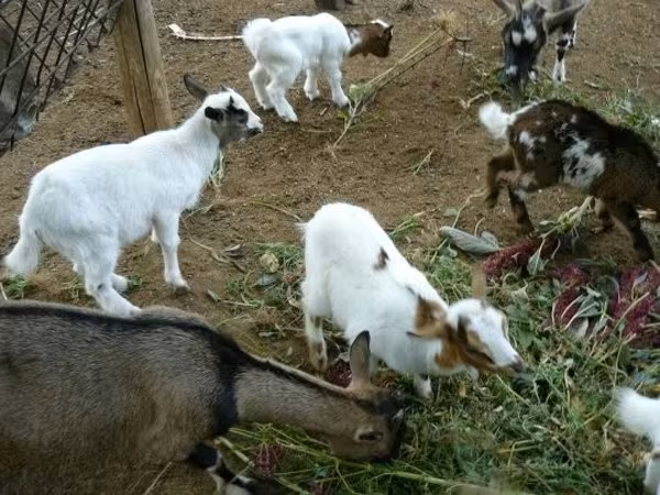 Bode, Cabras — Hungria