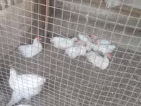 Chickens — foto 3