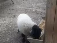 Baran, White Suffolk sheep — zdjęcie 4