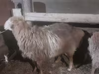 雄羊, Hissar sheep — 写真 3