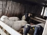 Widder, Ile-de-France sheep — Foto 7