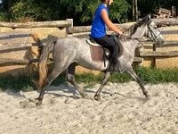 Kobyła, Konie — zdjęcie 8