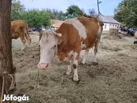 Krowa, Węgierska szara rasa — zdjęcie 2