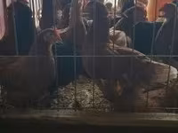 Chickens — fotografija 1