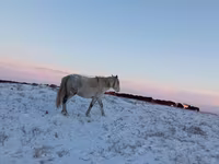 Kobila, Yakutian horse — fotografija 1