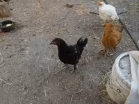 Chickens — zdjęcie 1