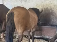 Kobyła, Konie — zdjęcie 3