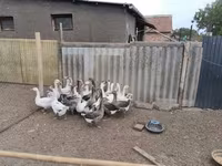 Geese — Foto 3