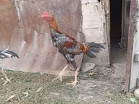 Chickens — fotografija 7