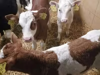 牛只（批次，未指定性别）, Simmental cattle — 照片 4