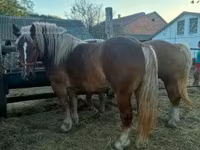 فرس, Hungarian horse breed — الصورة 1