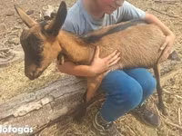 公山羊, Goats — 照片 1