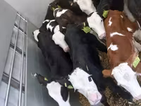 Bik, Simmental cattle — fotografija 1