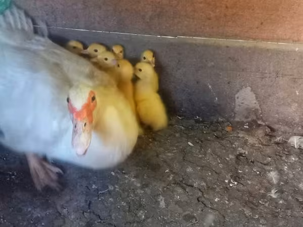 Ducks — Венгрия