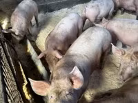 母猪, Pigs — 照片 4