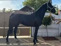 Kobyła, Dutch warmblood horse — zdjęcie 3