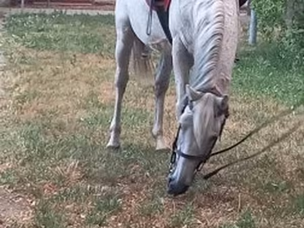 Caballo, Caballos