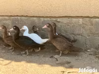 Ducks — 照片 3