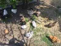 Chickens — fotografija 2