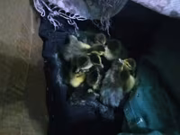 Ducks — fotografija 2