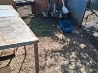Geese — fotografija 2