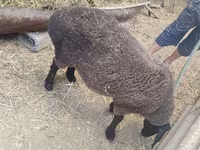 Ovca, Saryarka sheep — fotografija 4