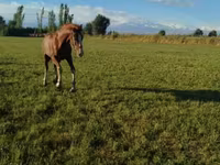 Cheval, Chevaux — photo 6