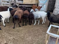 雄羊, Hissar sheep — 写真 3