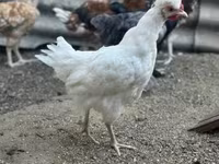 Chickens — foto 6
