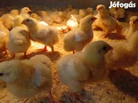 Chickens — الصورة 3