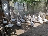 Ducks — Foto 2
