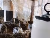 Quails — fotografija 6
