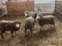 Ovan, Merino sheep — fotografija 1