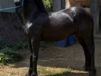 公马, Friesian — 照片 4