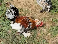 Chickens — الصورة 2