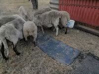 भेड़, White Suffolk sheep — फ़ोटो 3