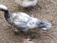 Ducks — फ़ोटो 1