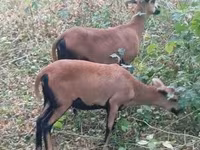 Schaf, Cameroon sheep — Foto 3