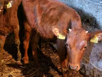 Бик, Simmental cattle — фото 3