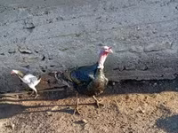 Ducks — Foto 5
