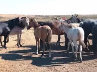 Pastuv, Mugalzhar horse — fotografija 1