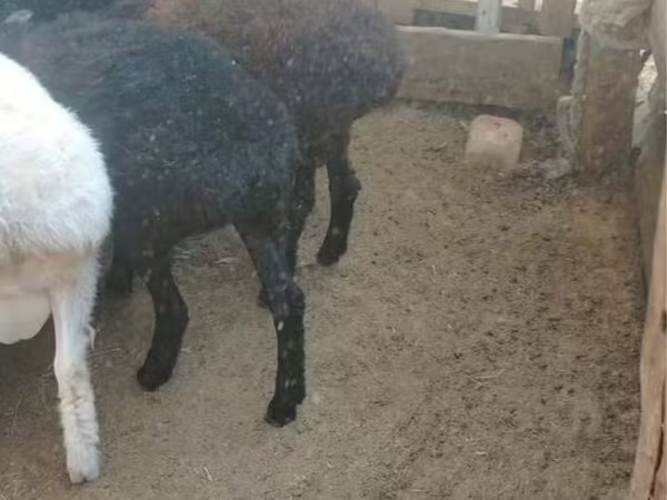 Sheep, Sheep